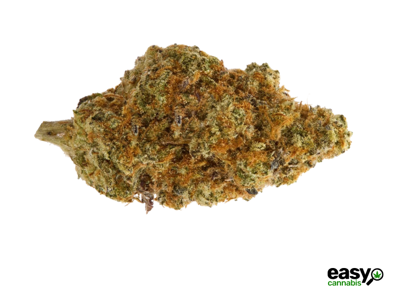 קנאביס רפואי תפרחת שר סי.קיי - T15/C3 - Sher CK איי.אמ.סי לילה - אינדיקה