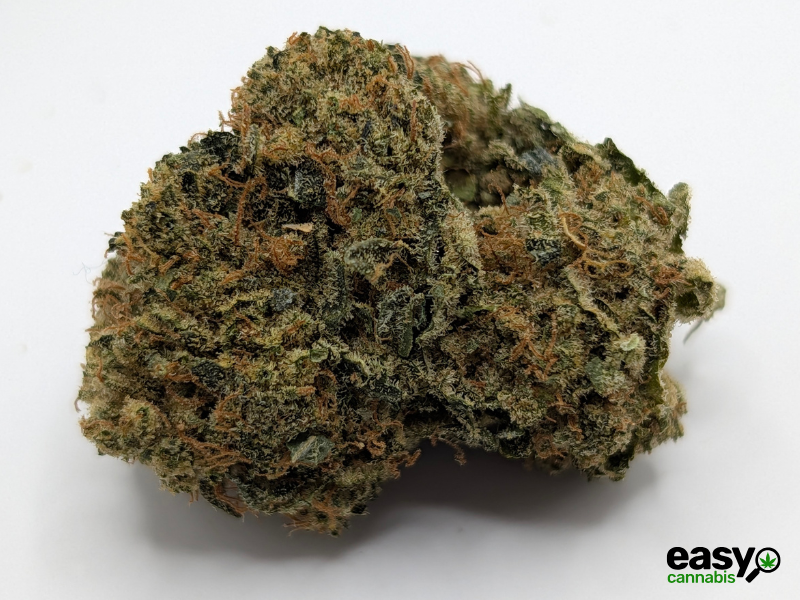 קנאביס רפואי תפרחת בי.אף למו - T22/C4 - B.F Lmo איי.אמ.סי יום - סאטיבה