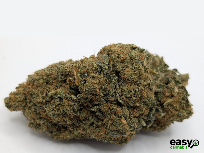 קנאביס רפואי תפרחת בי.אף למו - T22/C4 - B.F Lmo איי.אמ.סי יום - סאטיבה