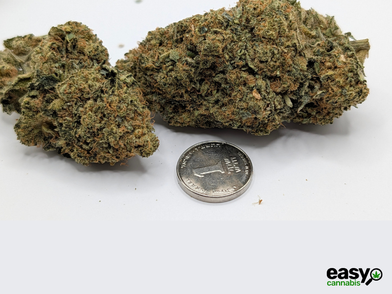 קנאביס רפואי תפרחת בי.אף למו - T22/C4 - B.F Lmo איי.אמ.סי יום - סאטיבה