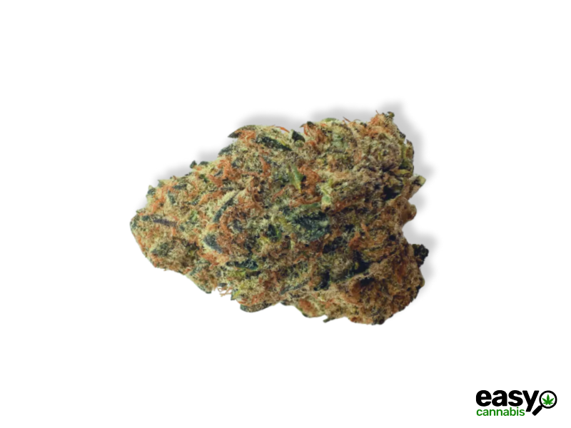 קנאביס רפואי תפרחת טובי - T22/C4 - Tubi שיח מדיקל יום - סאטיבה