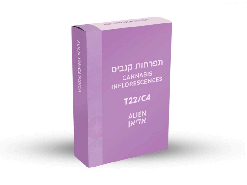 קנאביס רפואי תפרחת אליאן - T22/C4 - Alien תיקון עולם לילה - אינדיקה