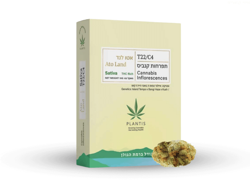 קנאביס רפואי תפרחת אטו לנד - T22/C4 - Ato land פלאנטיס יום - סאטיבה