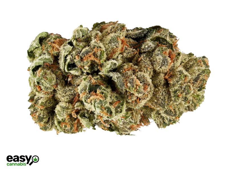 קנאביס רפואי תפרחת בראון (בראוניזז) - T22/C4 - Brown שיח מדיקל לילה - אינדיקה