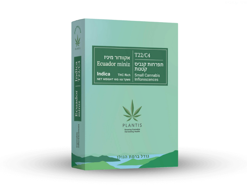 קנאביס רפואי תפרחת אקוודור מיניז  - T22/C4 - Ecuador Miniz פלאנטיס לילה - אינדיקה