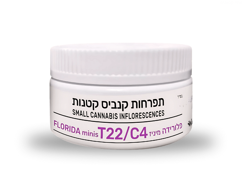 קנאביס רפואי תפרחת פלורידה מיניז - T22/C4 - Florida Miniz בלס פארמה מדיקל לילה - אינדיקה