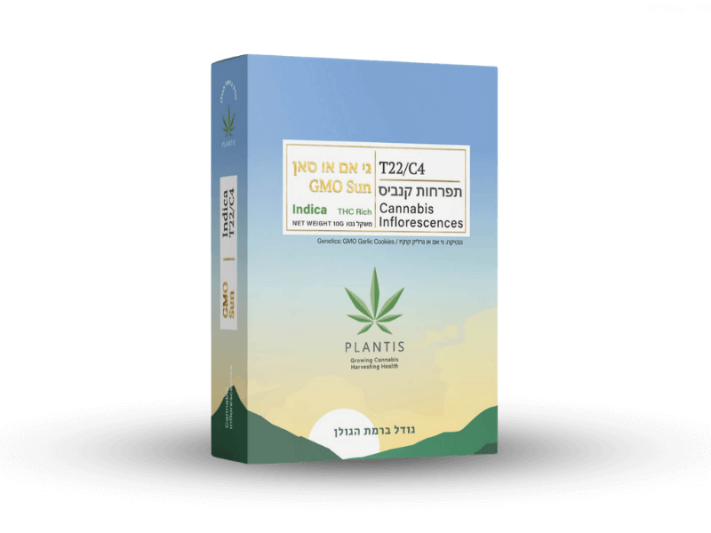 קנאביס רפואי תפרחת ג'י אם או סאן - T22/C4 - GMO Sun פלאנטיס לילה - אינדיקה