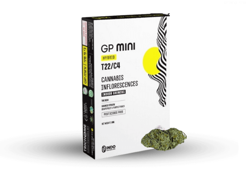 קנאביס רפואי תפרחת ג'י פי מיני - T22/C4 - GP Mini טריכום יום\לילה - היברידי