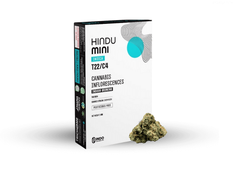 קנאביס רפואי תפרחת הינדו מיני - T22/C4 - Hindu Mini טריכום לילה - אינדיקה