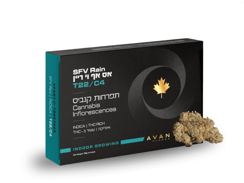קנאביס רפואי תפרחת אס אף וי ריין - T22/C4 - SFV Rain טוגדר פארמה לילה - אינדיקה