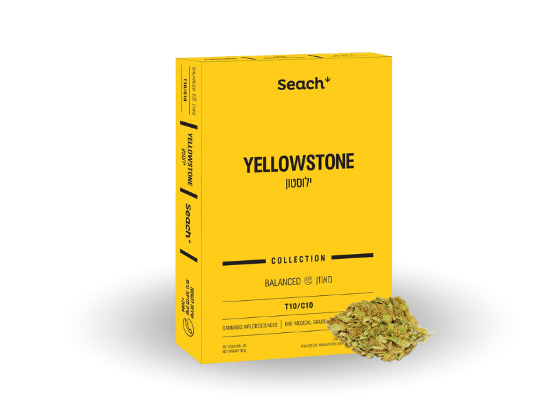 קנאביס רפואי תפרחת ילוסטון - T10/C10 - Yellowstone שיח מדיקל יום\לילה - היברידי