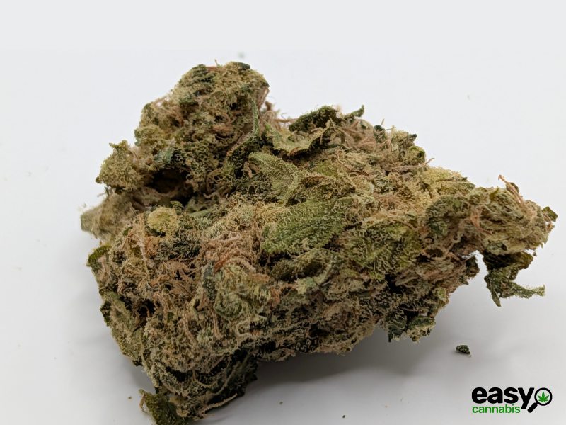 קנאביס רפואי תפרחת פאנק פי - T22/C4 - Fank P איי.אמ.סי יום - סאטיבה