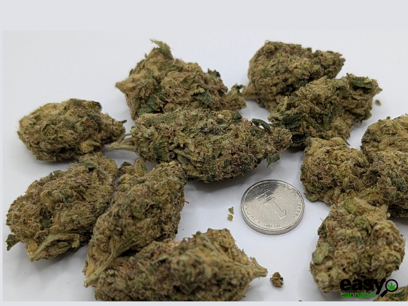 קנאביס רפואי תפרחת פאנק פי - T22/C4 - Fank P איי.אמ.סי יום - סאטיבה