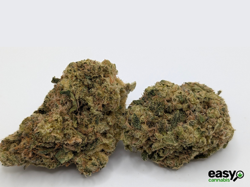 קנאביס רפואי תפרחת פאנק פי - T22/C4 - Fank P איי.אמ.סי יום - סאטיבה