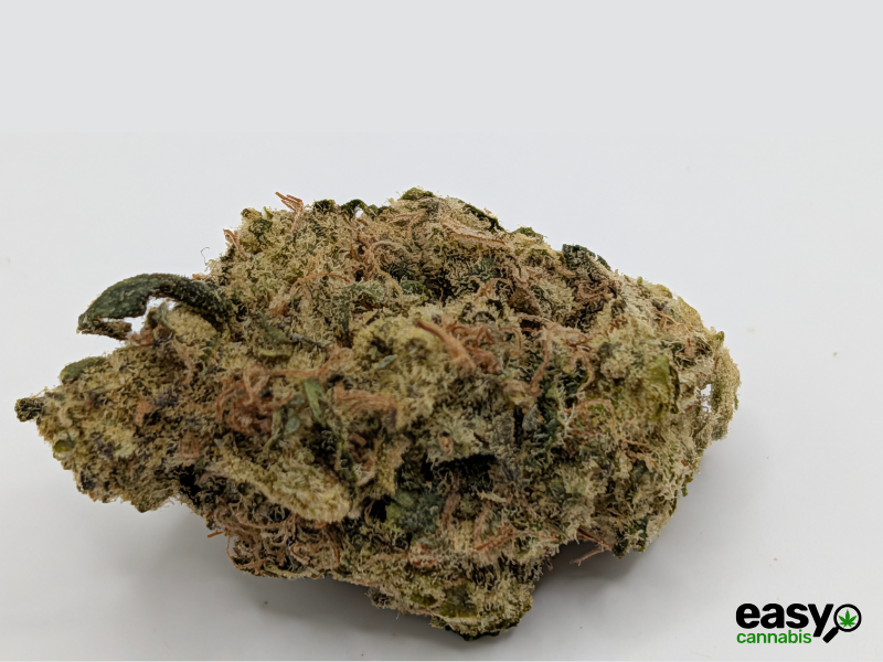 קנאביס רפואי תפרחת פאנק פי - T22/C4 - Fank P איי.אמ.סי יום - סאטיבה