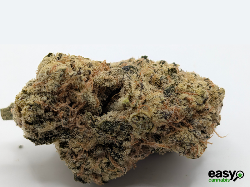 קנאביס רפואי תפרחת פי.דרה - T22/C4 - P.DRE איי.אמ.סי יום - סאטיבה