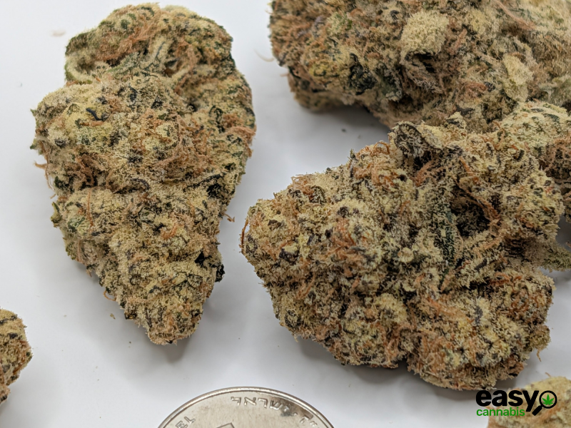 קנאביס רפואי תפרחת פי.דרה - T22/C4 - P.DRE איי.אמ.סי יום - סאטיבה