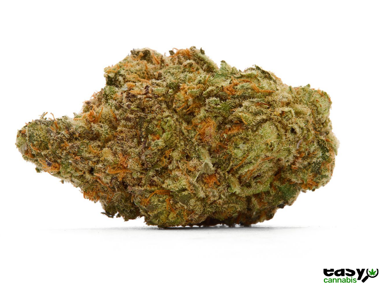 קנאביס רפואי תפרחת קוספו - T22/C4 - COSPO איי.אמ.סי לילה - אינדיקה