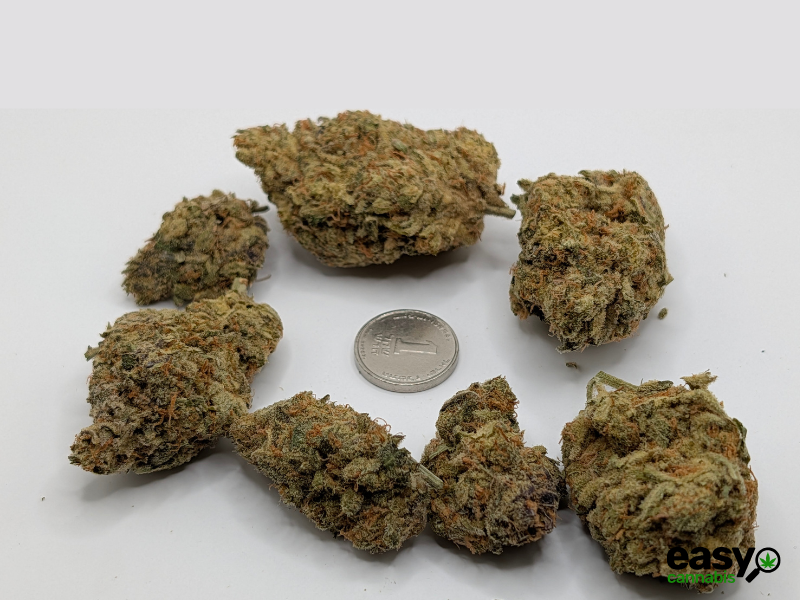 קנאביס רפואי תפרחת קוספו - T22/C4 - COSPO איי.אמ.סי לילה - אינדיקה