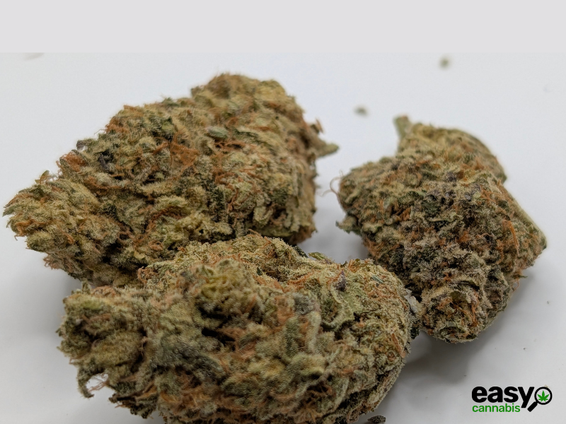 קנאביס רפואי תפרחת קוספו - T22/C4 - COSPO איי.אמ.סי לילה - אינדיקה