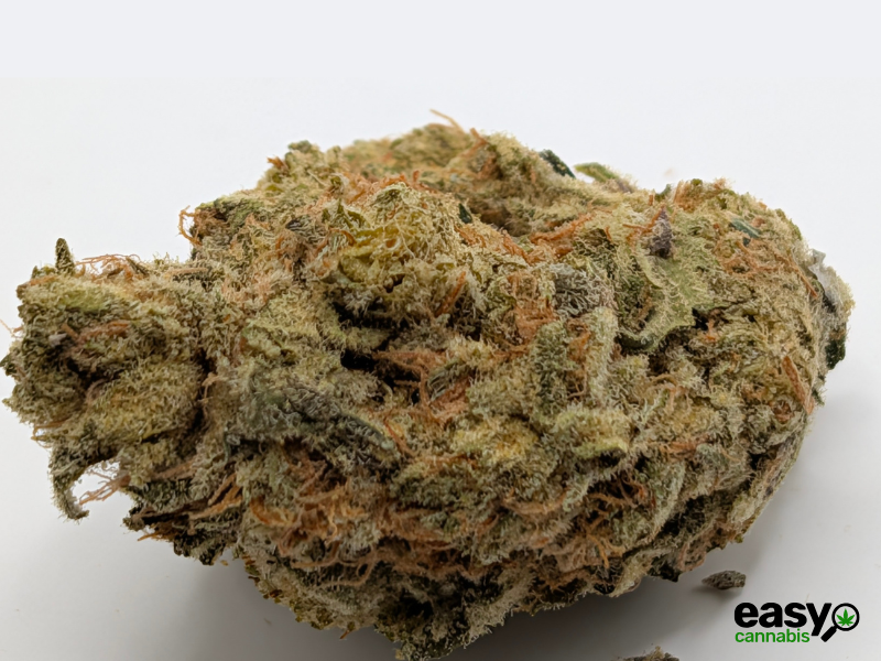 קנאביס רפואי תפרחת קוספו - T22/C4 - COSPO איי.אמ.סי לילה - אינדיקה