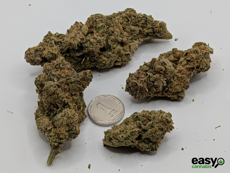 קנאביס רפואי תפרחת בלאק הוב - T22/C4 - BLACK HOB איי.אמ.סי לילה - אינדיקה