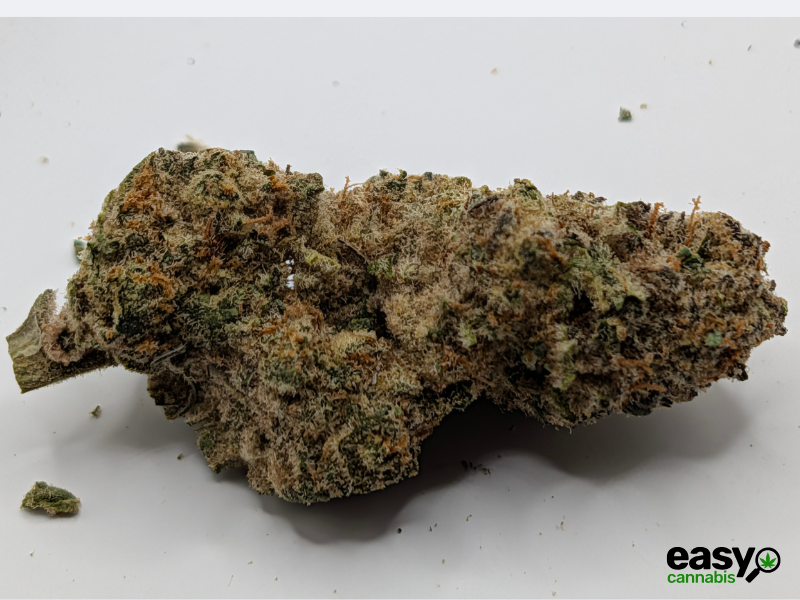 קנאביס רפואי תפרחת בלאק הוב - T22/C4 - BLACK HOB איי.אמ.סי לילה - אינדיקה