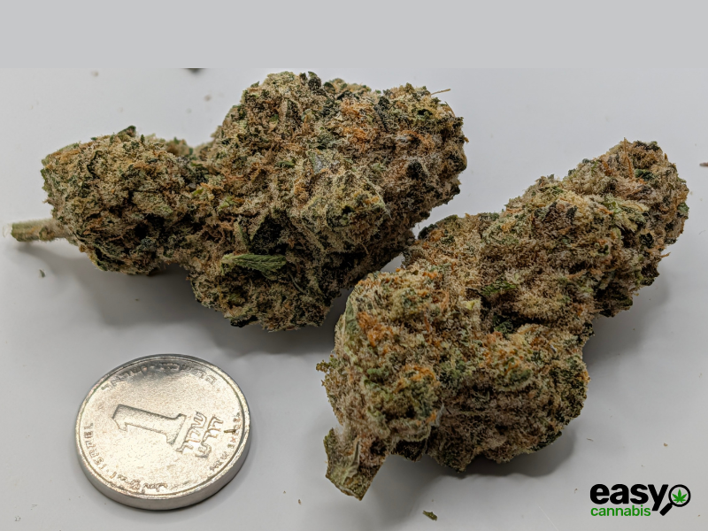 קנאביס רפואי תפרחת בלאק הוב - T22/C4 - BLACK HOB איי.אמ.סי לילה - אינדיקה