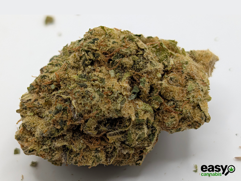 קנאביס רפואי תפרחת דון קוש - T22/C4 - DON KUSH איי.אמ.סי לילה - אינדיקה