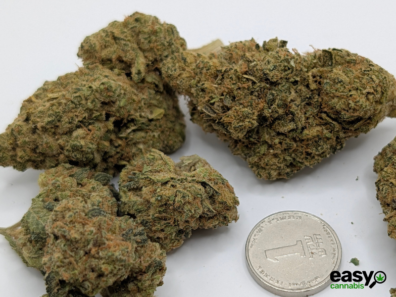 קנאביס רפואי תפרחת דון קוש - T22/C4 - DON KUSH איי.אמ.סי לילה - אינדיקה