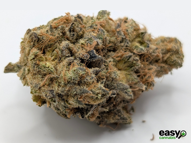 קנאביס רפואי תפרחת סינקיי - T22/C4 - SINKEY איי.אמ.סי יום - סאטיבה