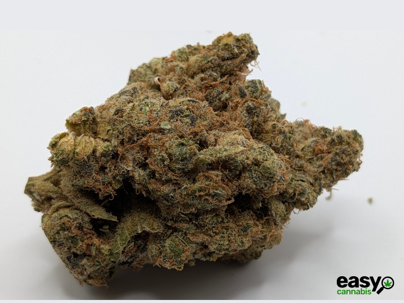 קנאביס רפואי תפרחת סינקיי - T22/C4 - SINKEY איי.אמ.סי יום - סאטיבה