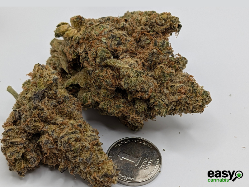 קנאביס רפואי תפרחת סינקיי - T22/C4 - SINKEY איי.אמ.סי יום - סאטיבה