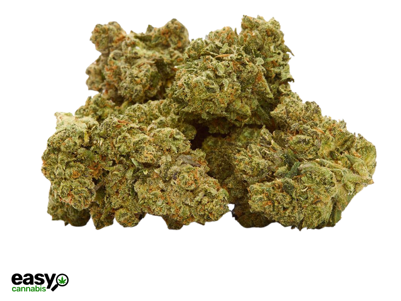 קנאביס רפואי תפרחת אר.בי.אי 55 - T22/C4 - RBI 55 איי.אמ.סי לילה - אינדיקה