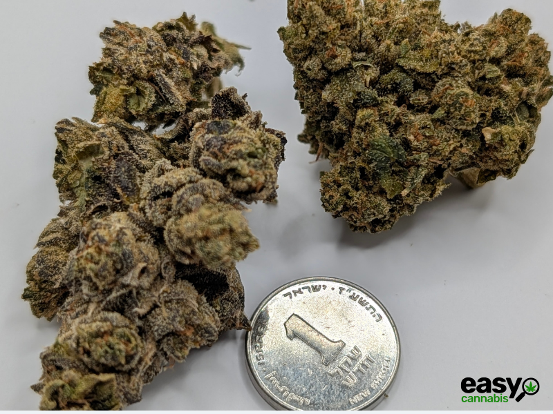 קנאביס רפואי תפרחת אר.בי.אי 55 - T22/C4 - RBI 55 איי.אמ.סי לילה - אינדיקה