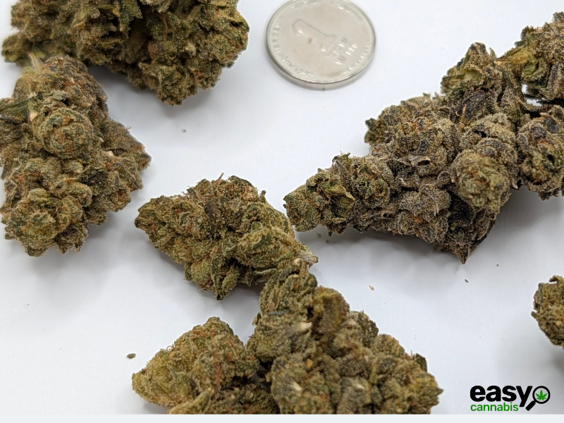 קנאביס רפואי תפרחת אר.בי.אי 55 - T22/C4 - RBI 55 איי.אמ.סי לילה - אינדיקה