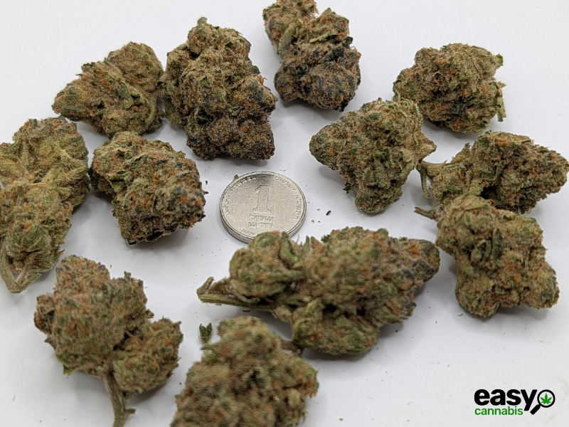 קנאביס רפואי תפרחת מד דוג - T22/C4 - Mad Dog גרינקום לילה - אינדיקה