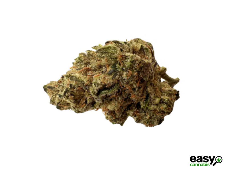 קנאביס רפואי תפרחת ארלו - T22/C4 - Arlo שיח מדיקל יום\לילה - היברידי