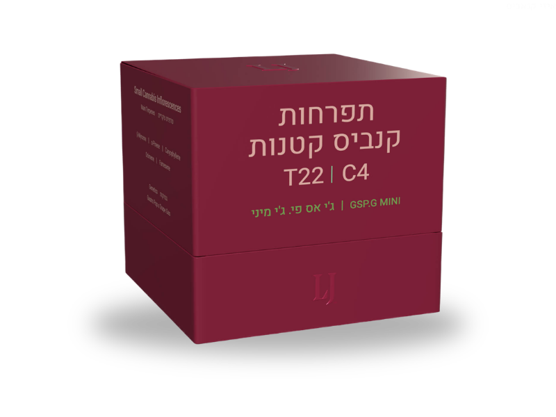 קנאביס רפואי תפרחת ג'י אס פי.ג'י מיני - T22/C4 - GSP.G MINI פיס נטורלס יום\לילה - היברידי