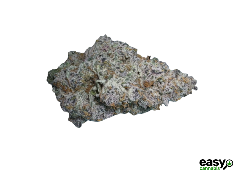 קנאביס רפואי תפרחת סקוטיק - T22/C4 - Scotic טריכום לילה - אינדיקה