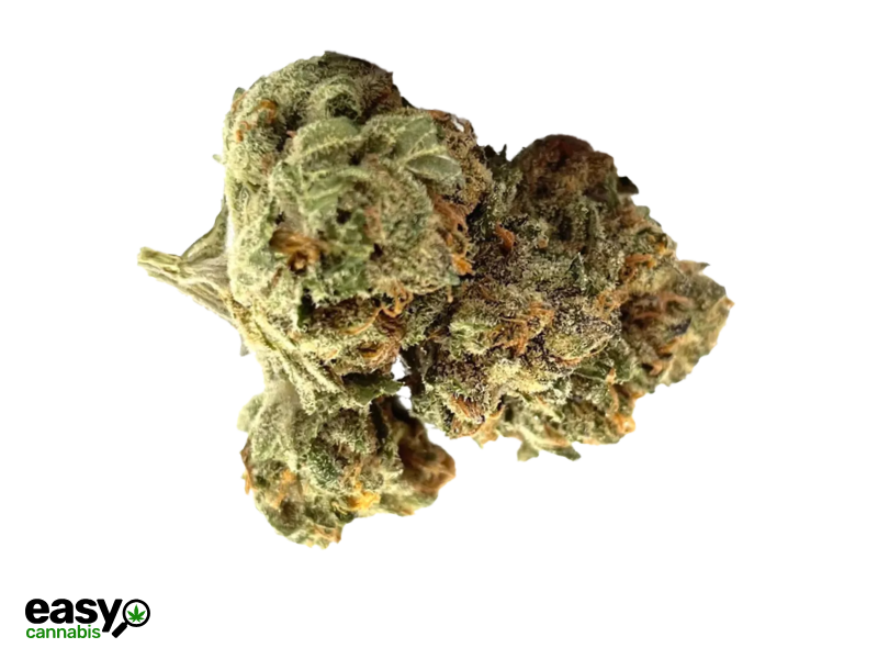 קנאביס רפואי תפרחת תכלת - T22/C4 - Tchelet שיח מדיקל יום - סאטיבה