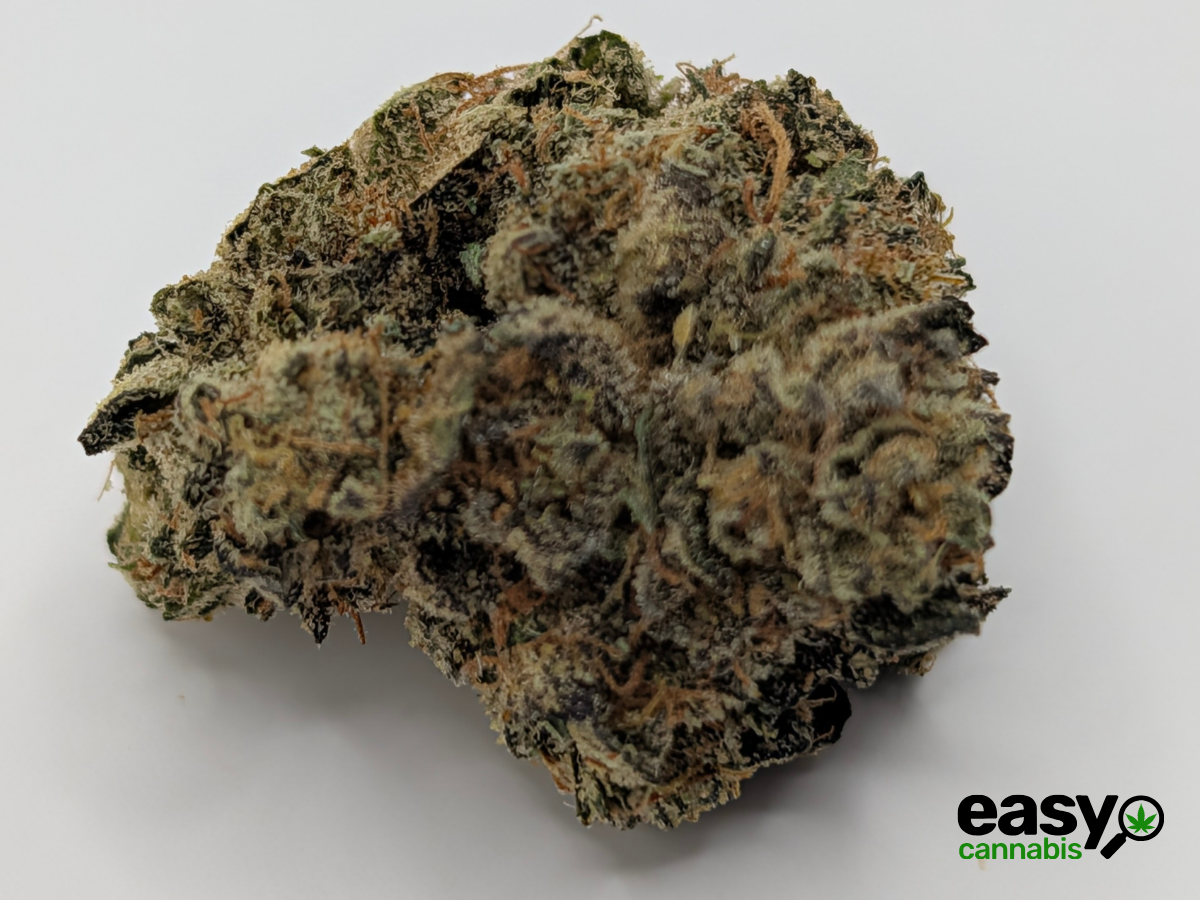 קנאביס רפואי תפרחת הינדו קוש - T22/C4 - Hindo Kush פלאנטק מדיקל לילה - אינדיקה