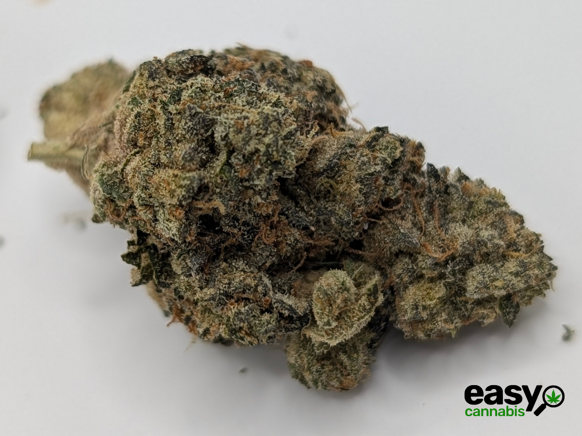 קנאביס רפואי תפרחת הינדו קוש - T22/C4 - Hindo Kush פלאנטק מדיקל לילה - אינדיקה