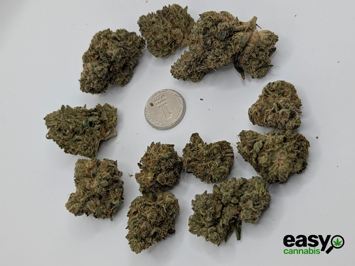 קנאביס רפואי תפרחת הינדו קוש - T22/C4 - Hindo Kush פלאנטק מדיקל לילה - אינדיקה