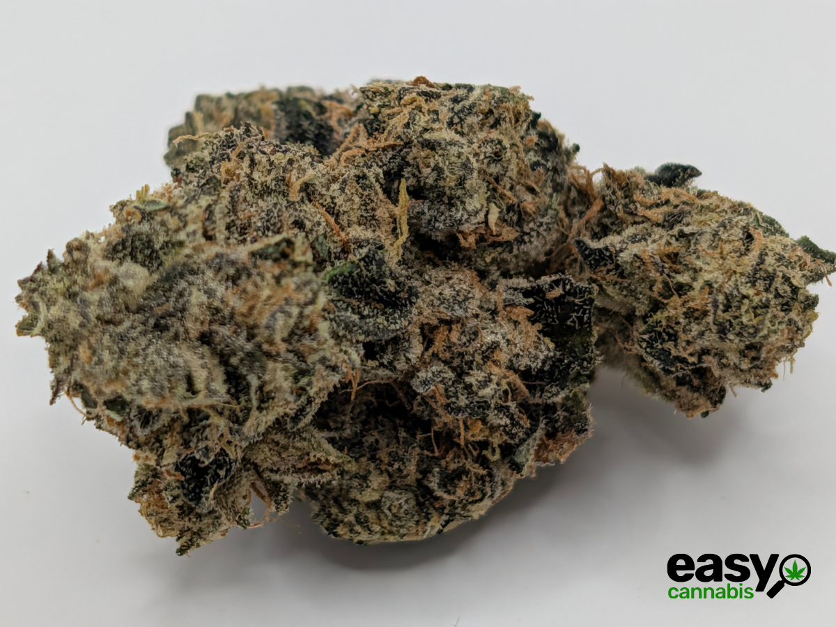 קנאביס רפואי תפרחת הינדו קוש - T22/C4 - Hindo Kush פלאנטק מדיקל לילה - אינדיקה