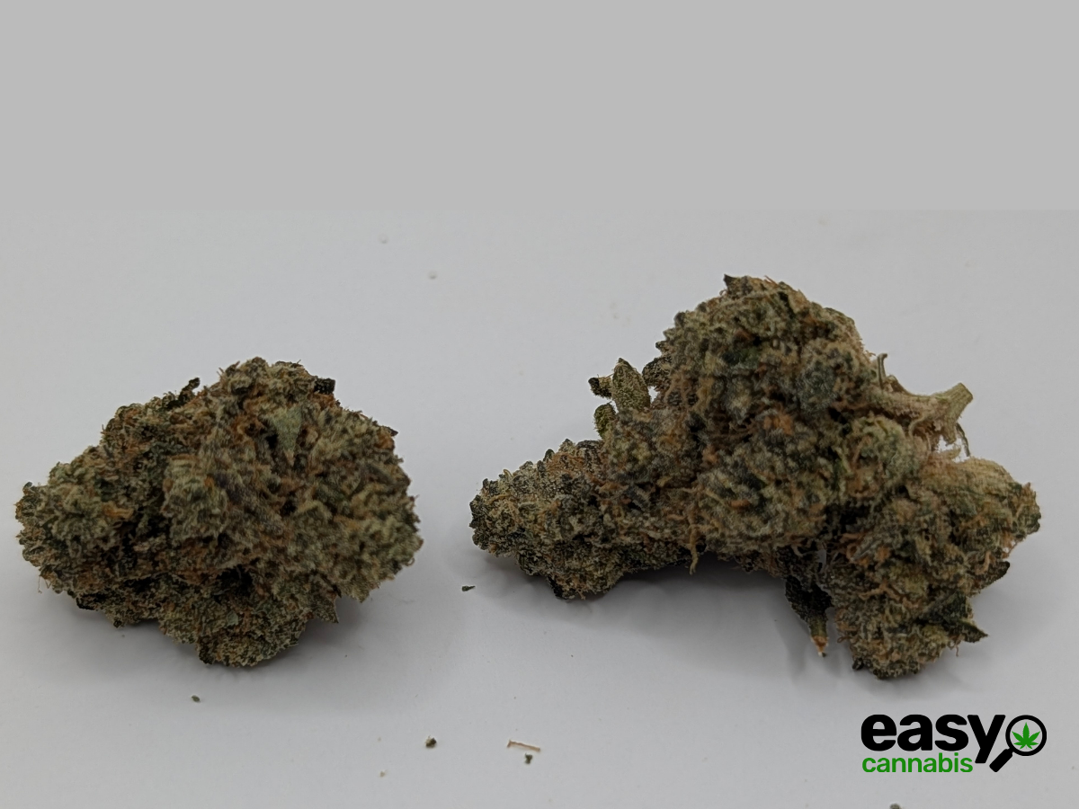 קנאביס רפואי תפרחת הינדו קוש - T22/C4 - Hindo Kush פלאנטק מדיקל לילה - אינדיקה