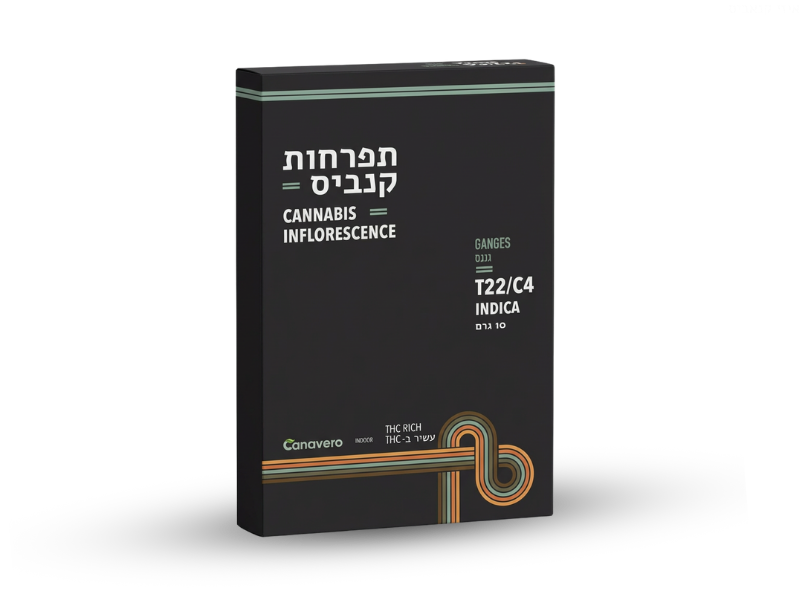 קנאביס רפואי תפרחת גנגס - T22/C4 - GANGES קנטק לילה - אינדיקה