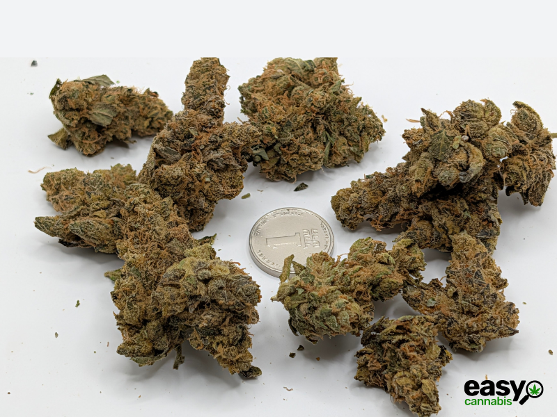 קנאביס רפואי תפרחת גרלוטי - T22/C4 - Garlotty איי.אמ.סי יום\לילה - היברידי