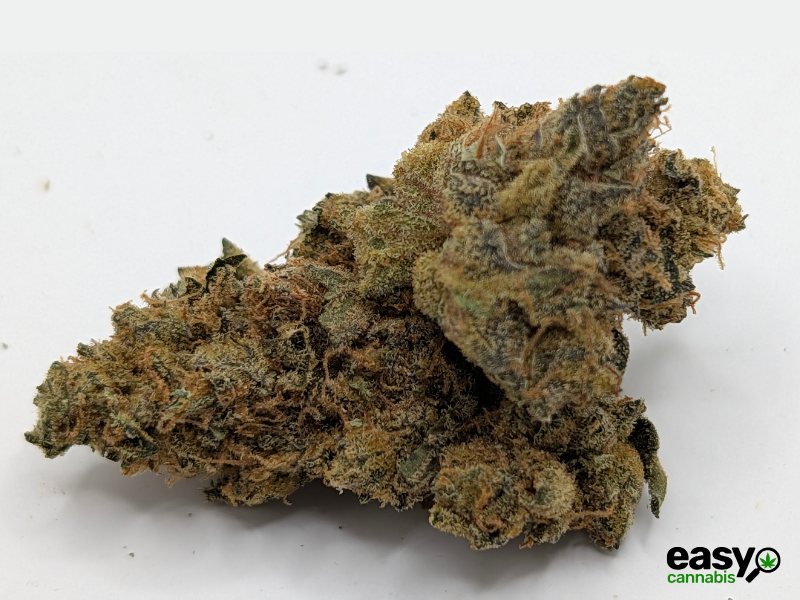 קנאביס רפואי תפרחת גרלוטי - T22/C4 - Garlotty איי.אמ.סי יום\לילה - היברידי