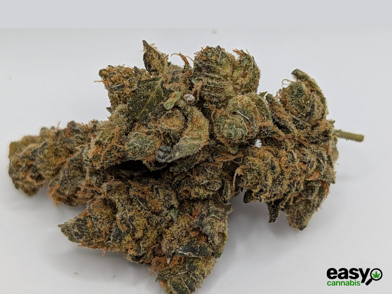 קנאביס רפואי תפרחת גרלוטי - T22/C4 - Garlotty איי.אמ.סי יום\לילה - היברידי